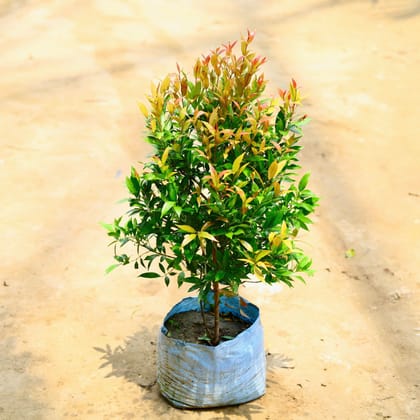 Buy Syzygium Red / Christina Ficus in 10 Inch Nursery Bag Online | Urvann.com