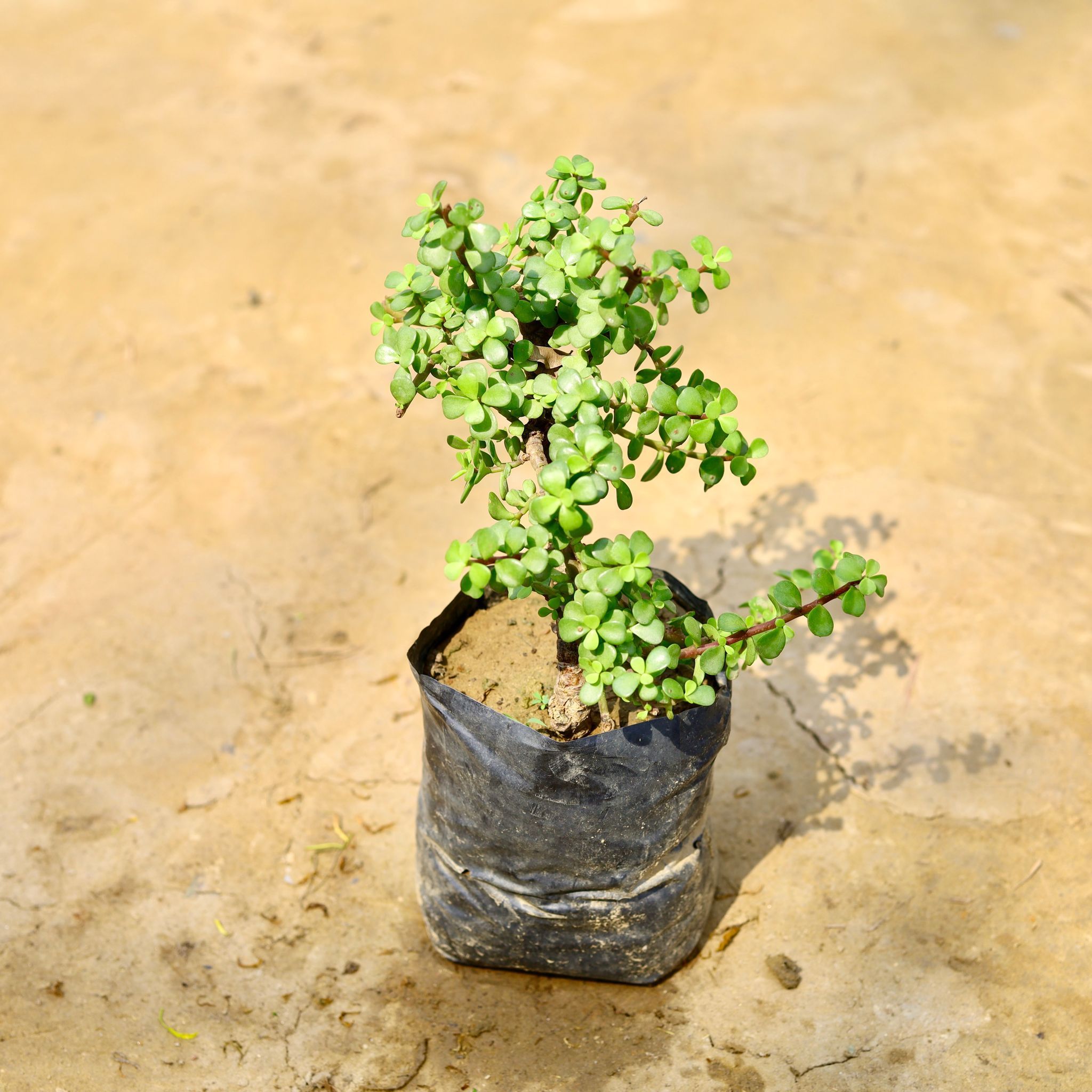 Jade Thick Stem in 6 Inch Nursery Bag
