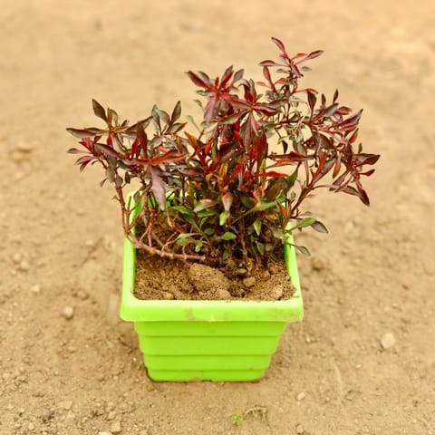 Alternanthera Red (Pune Variety) in 4 Inch Green Premium Orchid Square Plastic Pot