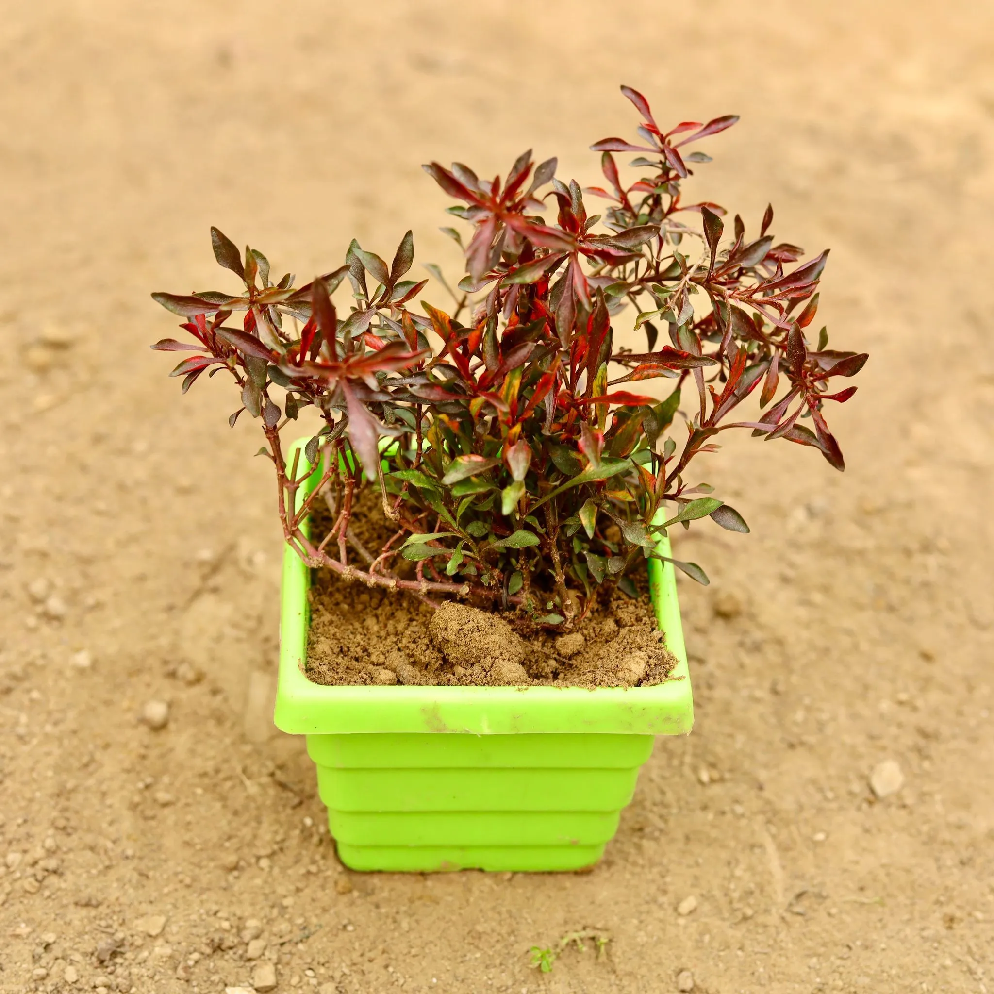 Alternanthera Red (Pune Variety) in 4 Inch Green Premium Orchid Square Plastic Pot