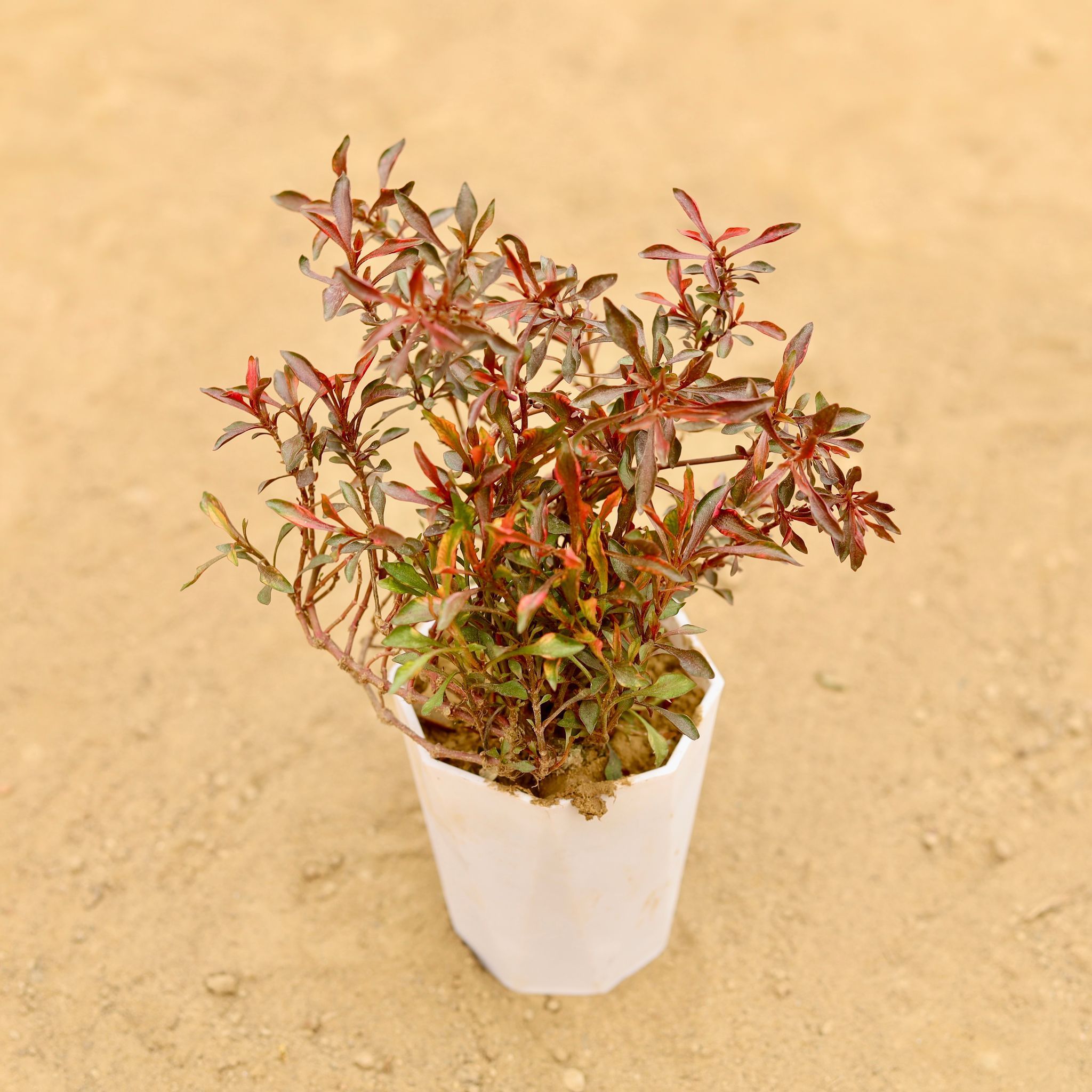 Alternanthera Red (Pune Variety) in 4 Inch White Premium Diamanti Plastic Pot