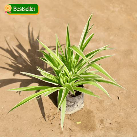 Spider Plant in 4 Inch Nursery bag