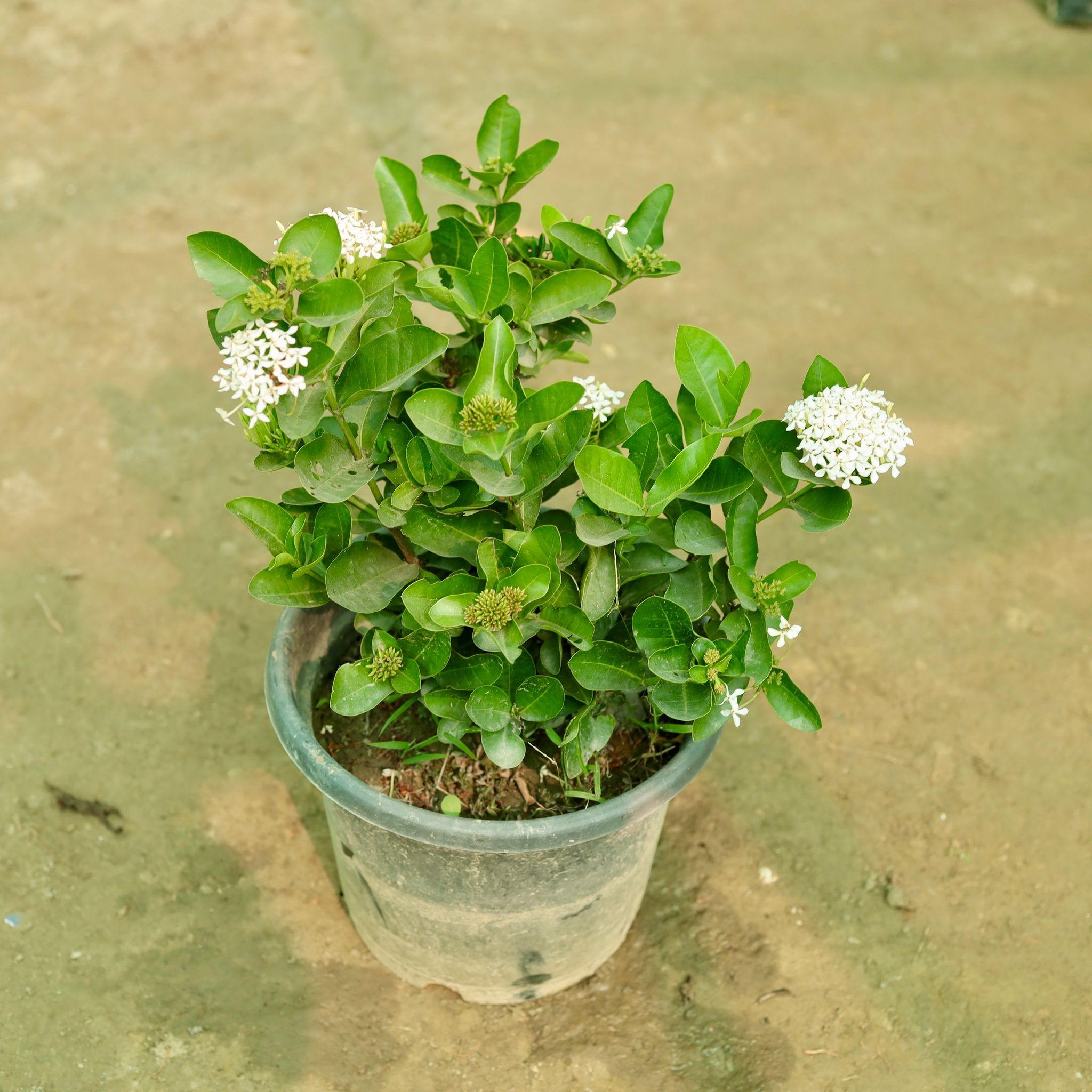Ixora (Any Colour) in 10 Inch Nursery Bag