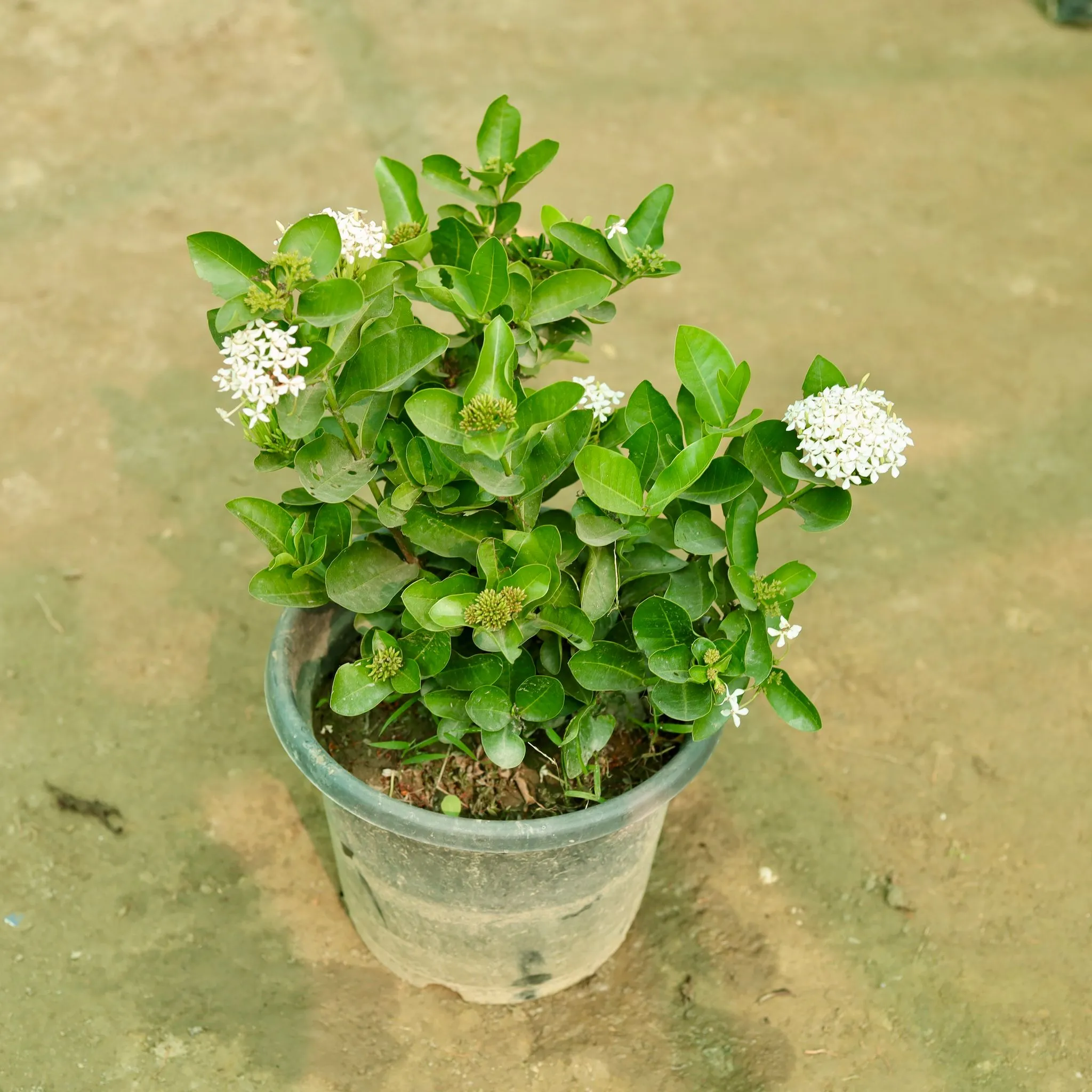 Ixora (Any Colour) in 10 Inch Nursery Bag