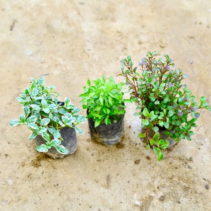 Buy Set of 3 - Alternanthera (White, Green & Red) in 4 Inch Nursery Bag Online | Urvann.com