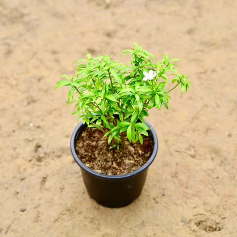 Chandni Dwarf in 6 Inch Nursery Pot
