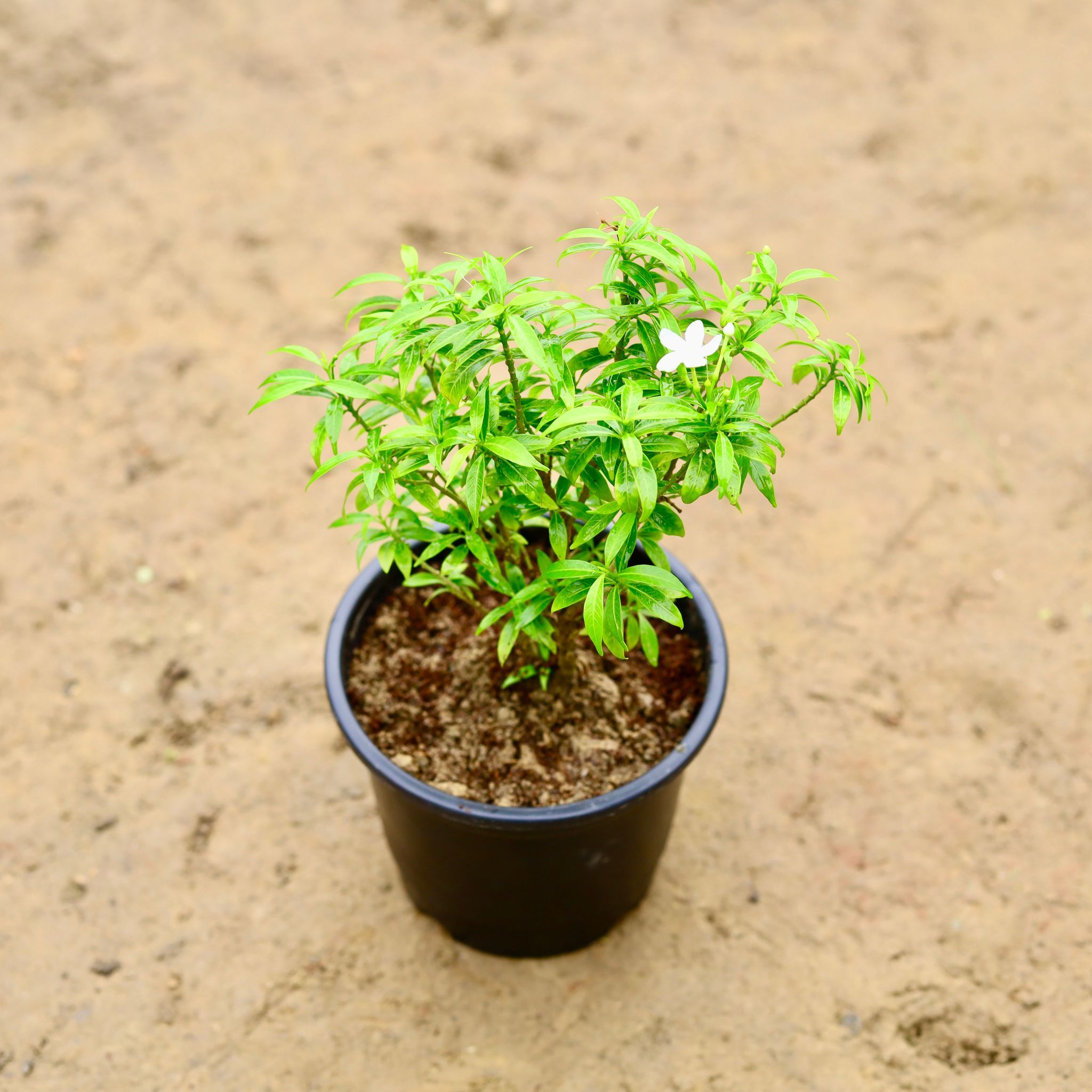 Chandni Dwarf in 6 Inch Nursery Pot