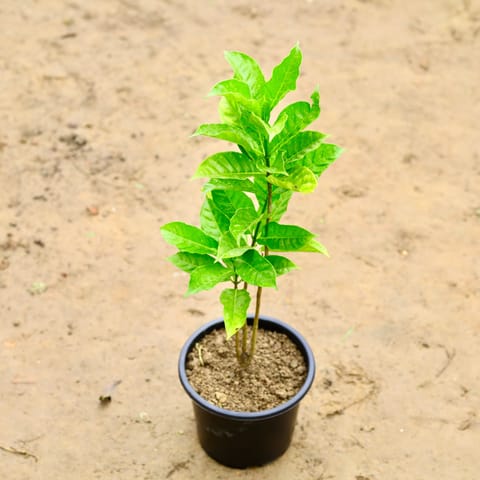 Chandni Double in 6 Inch Nursery Pot