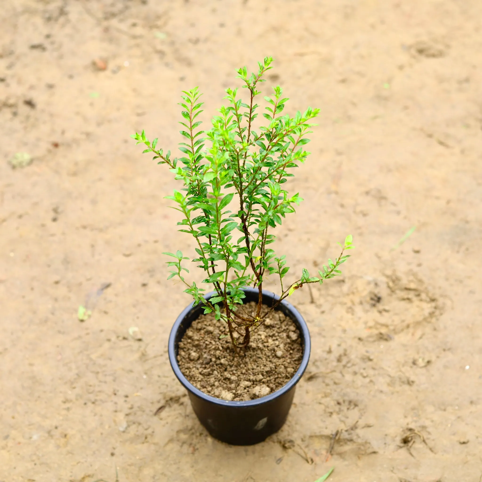 Cuphea / False Heather (Any Colour) in 6 Inch Nursery Pot