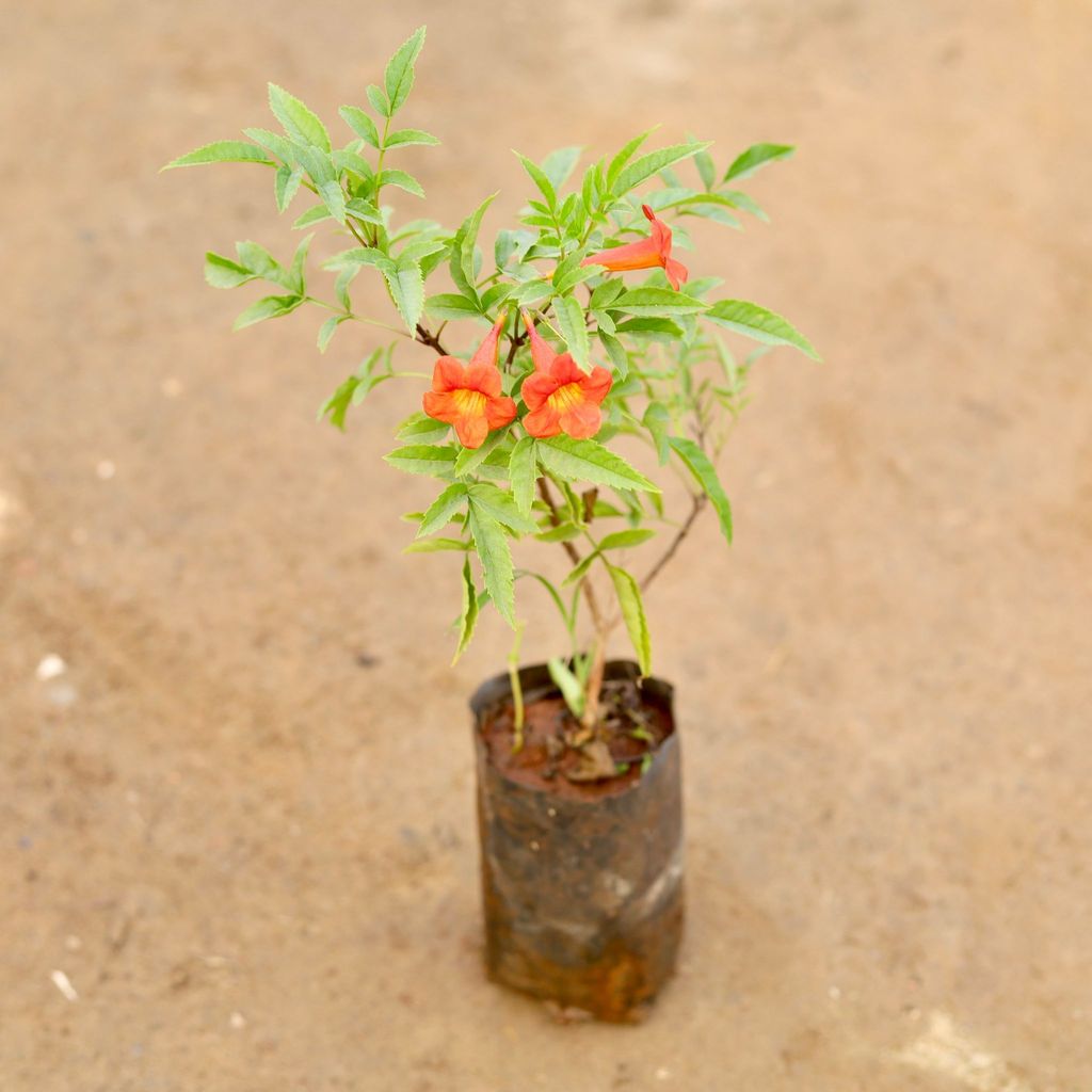 Buy Tecoma Compensis red Pune Variety in 4 Inch Nursery Bag Online | Urvann.com Tecoma Compensis red Pune Variety in 4 Inch Nursery Bag