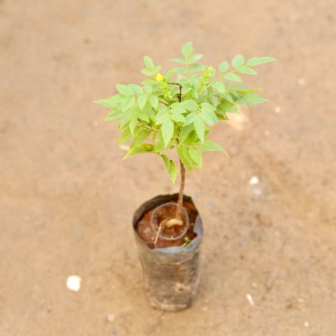 Tecoma Compensis Yellow Pune Variety in 4 Inch Nursery Bag
