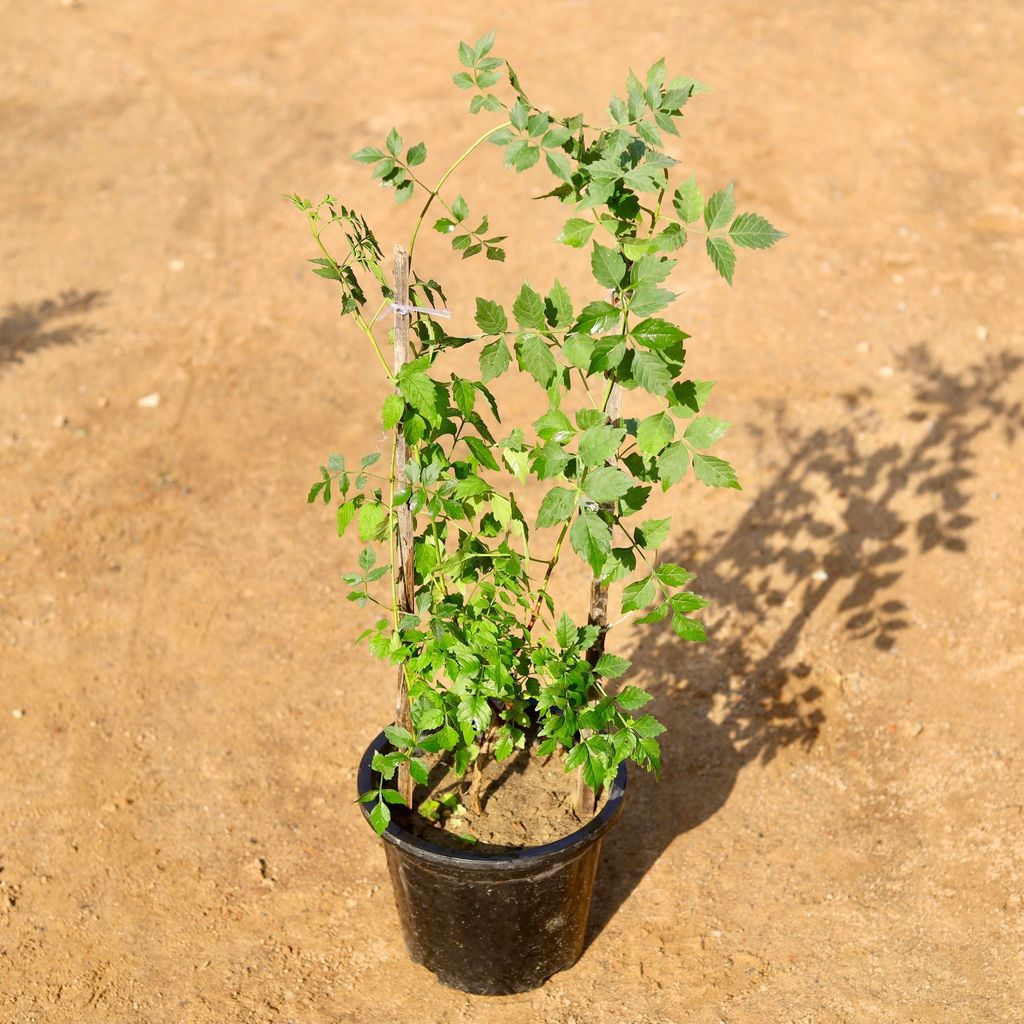 Buy Tecoma Orange Bel in 8 Inch Nursery Pot Online | Urvann.com Tecoma Orange Bel in 8 Inch Nursery Pot