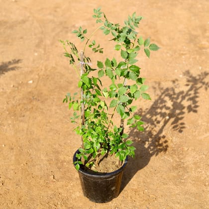 Buy Tecoma Orange Bel in 8 Inch Nursery Pot Online | Urvann.com