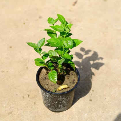 Motia / Mogra White in 6 Inch Black Nursery Pot