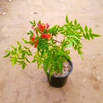 Tecoma Orange pune in 6 Inch Nursery Pot