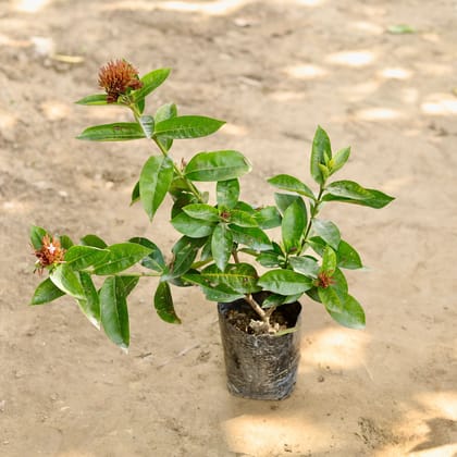 Buy Ixora (Any Colour) in 7 Inch Nursery bag Online | Urvann.com