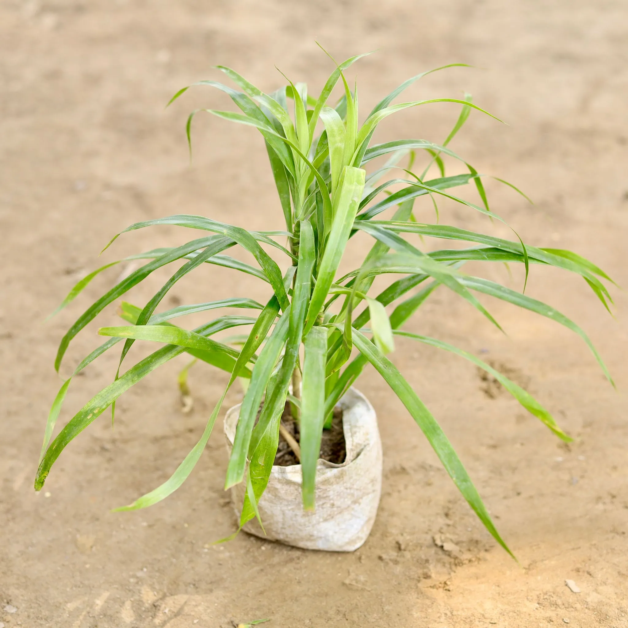 Dracaena Compacta Green in 4 Inch Nursery bag