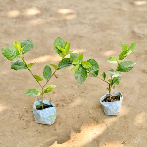 Set of 2 - Gandhraaj / Gardenia (Any Colour) in 4 Inch Nursery bag