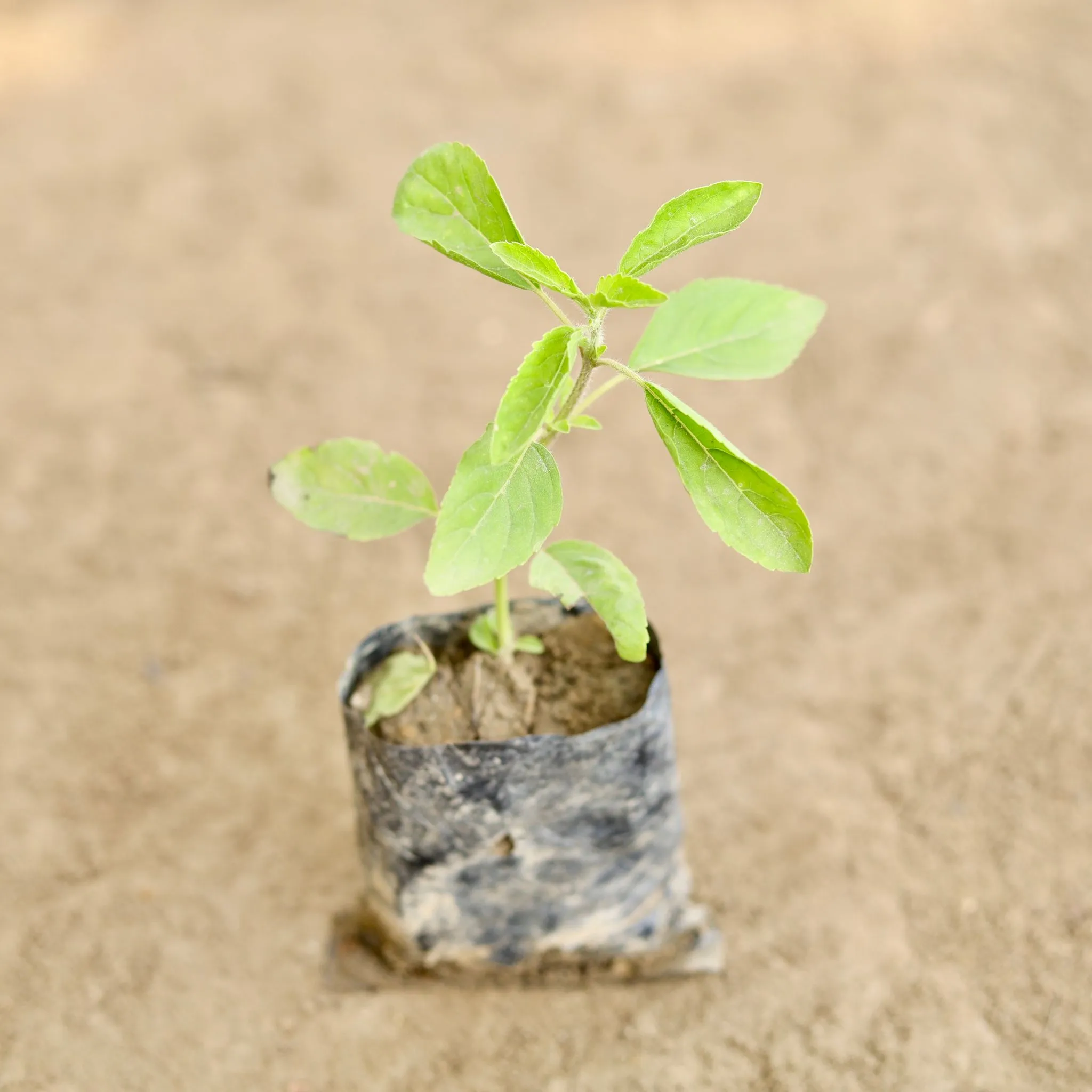 Rama Tulsi in 3 Inch Nursery bag