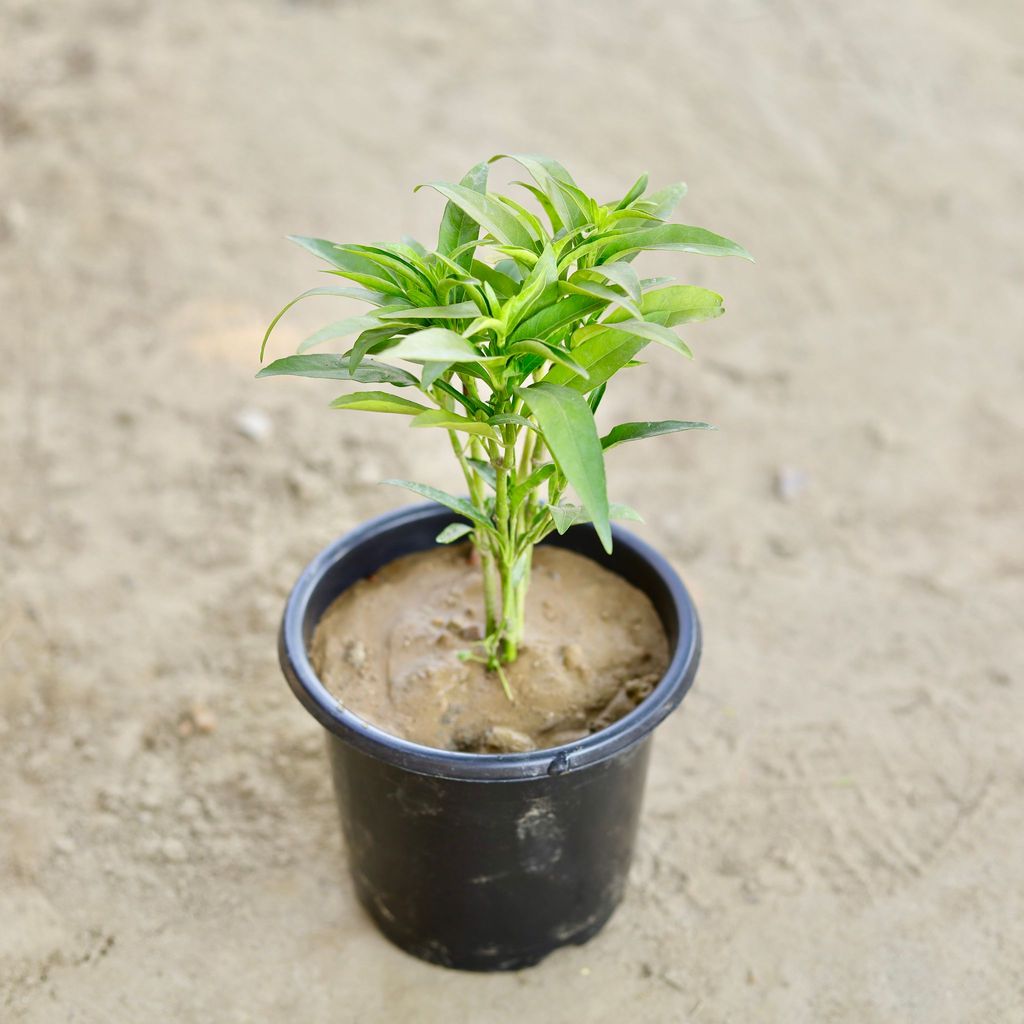Buy Sukh Shanti in 6 Inch Nursery Pot Online | Urvann.com Sukh Shanti in 6 Inch Nursery Pot