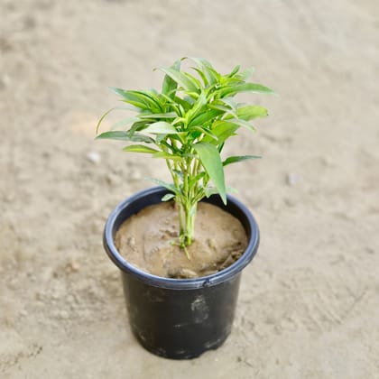 Buy Sukh Shanti in 6 Inch Nursery Pot Online | Urvann.com
