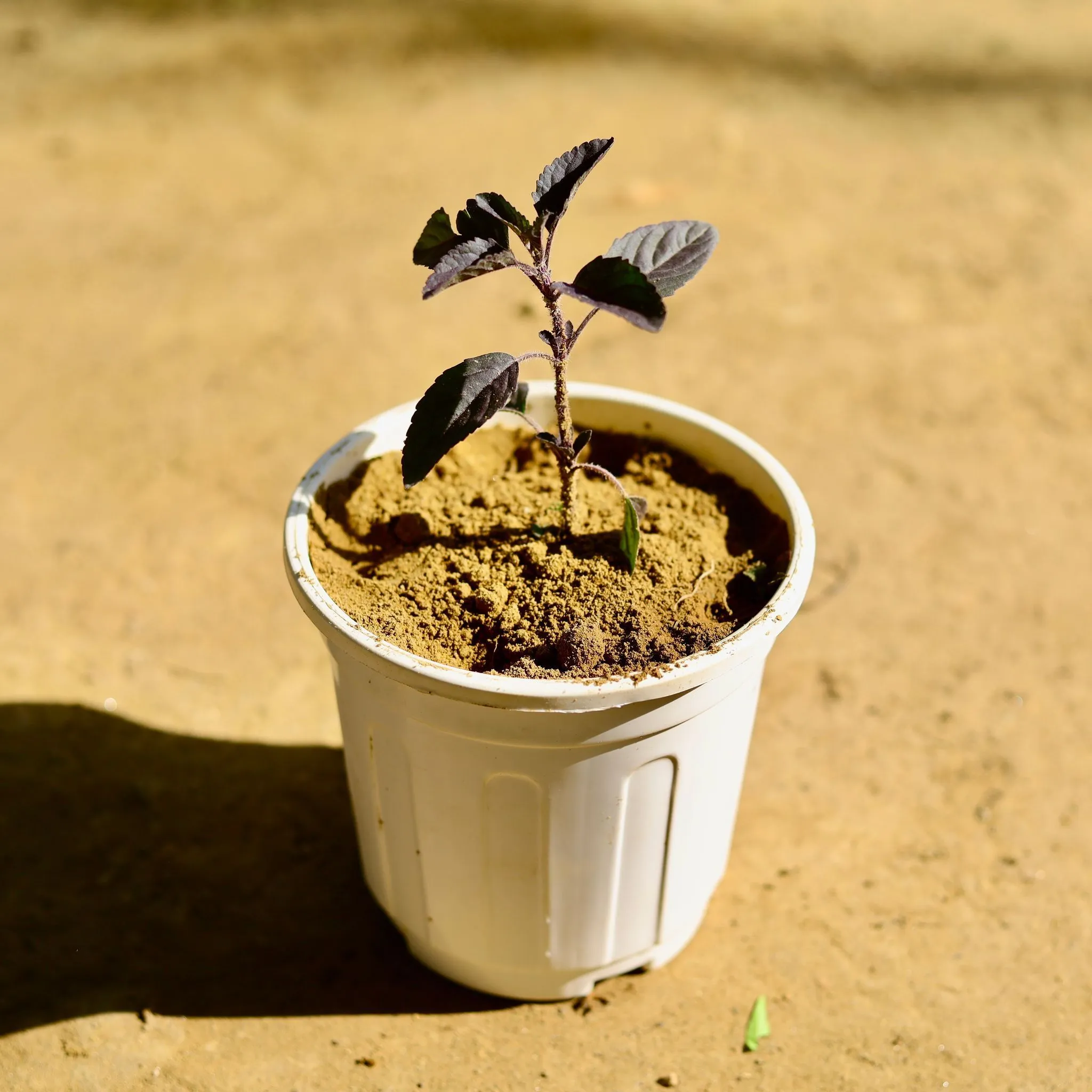 Shyama Tulsi in 6 Inch White Super Nursery Pot