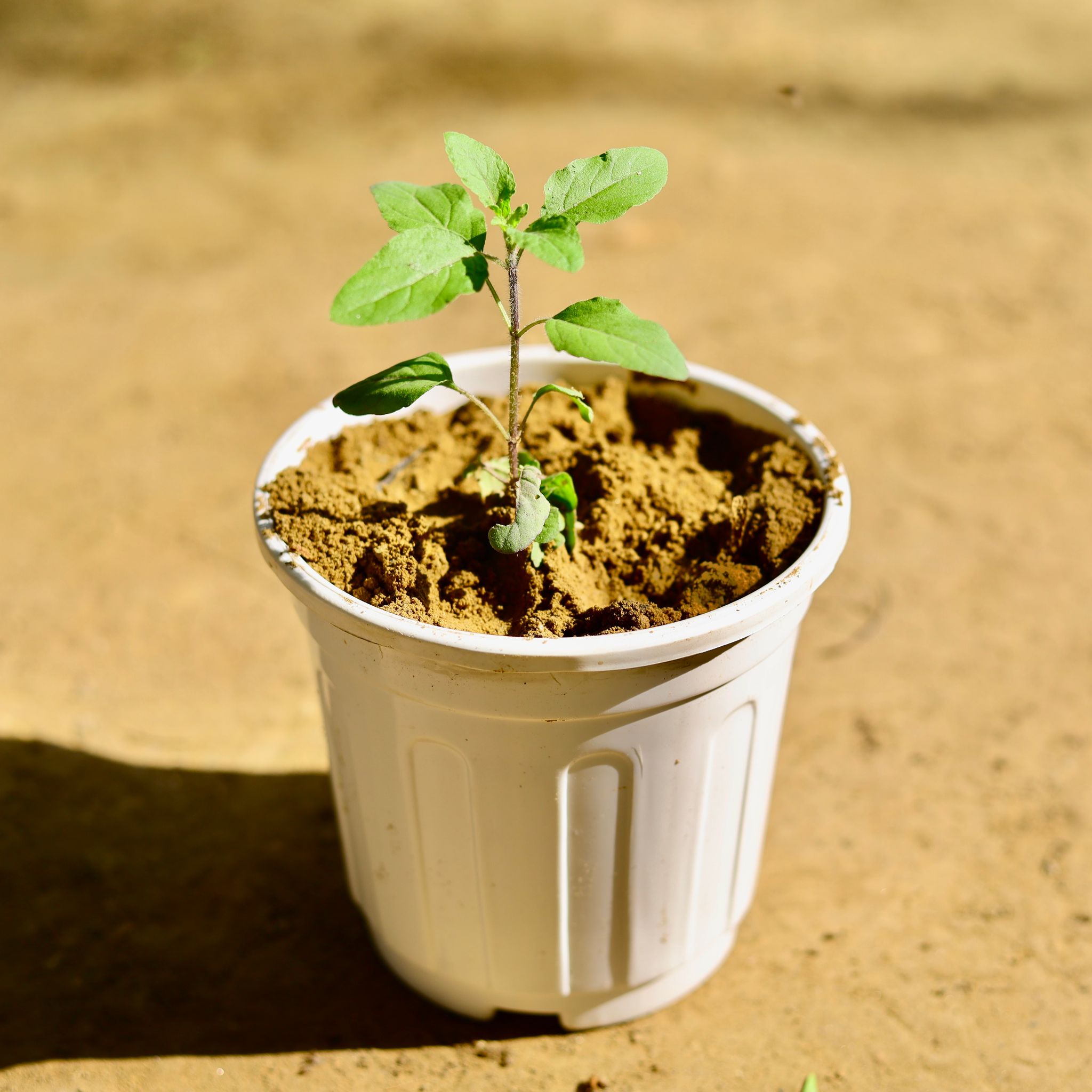 Rama Tulsi in 6 Inch White Super Nursery Pot