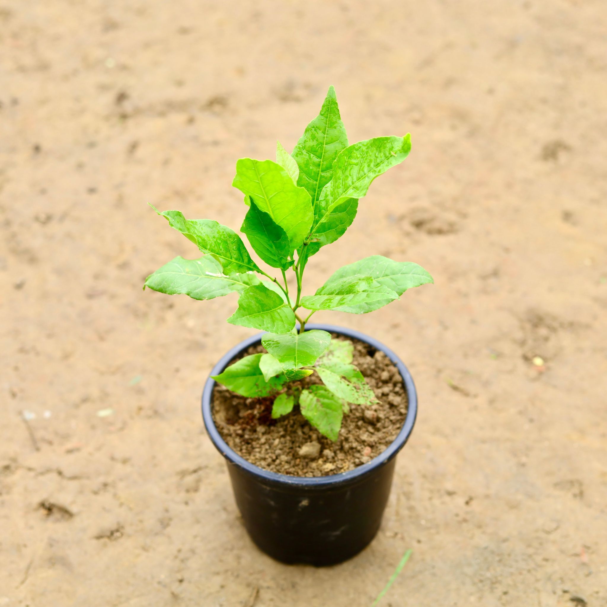 Bel Patra (~ 1-2 ft) in 6 Inch Nursery Pot