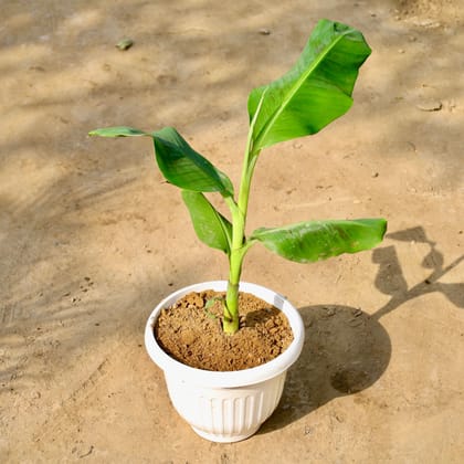 Buy Banana (1-1.5 Ft) in 10 Inch White Olive Plastic Pot Online | Urvann.com