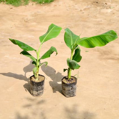 Buy Set of 2 - Banana / Kela in 7 Inch Nursery Bag Online | Urvann.com