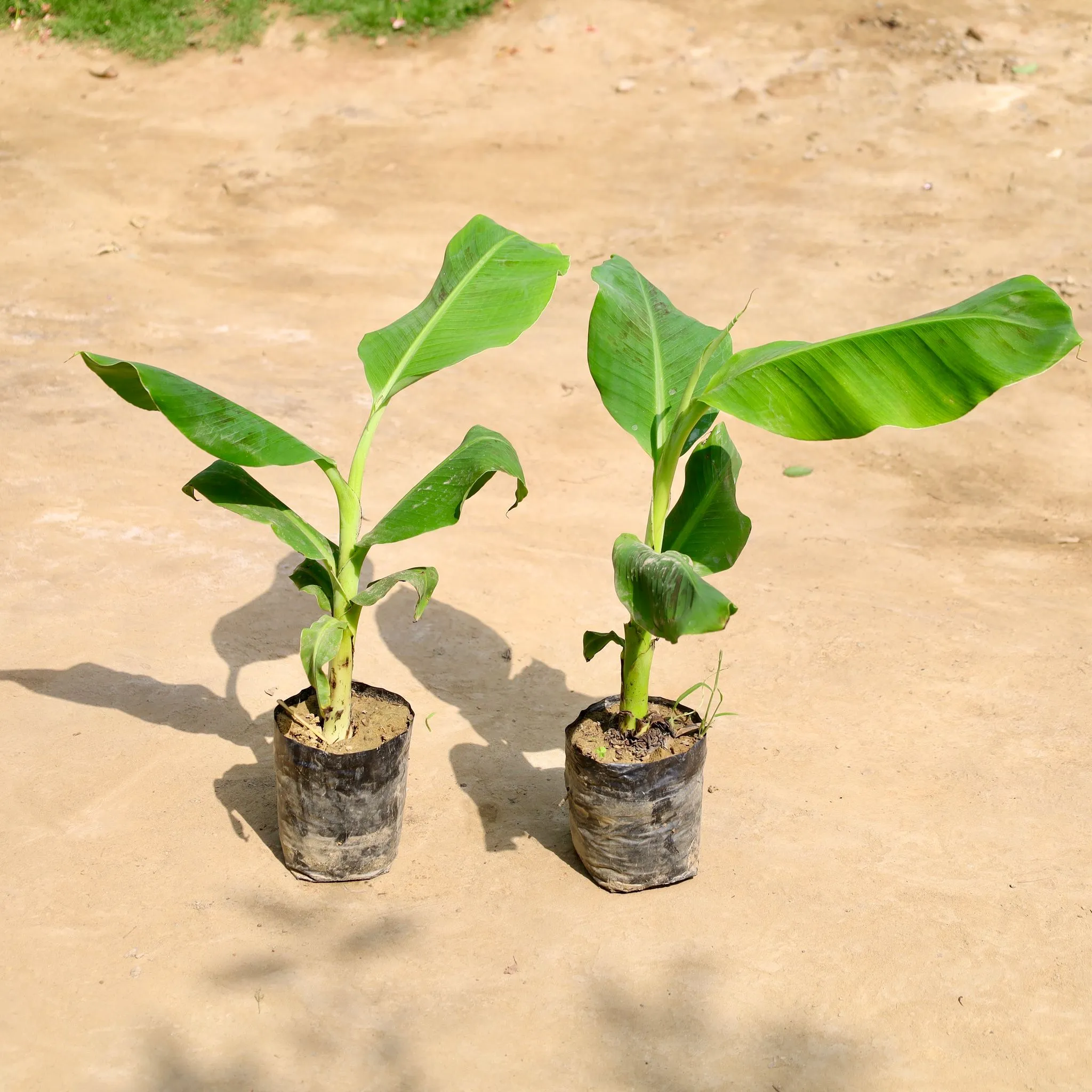 Set of 2 - Banana / Kela (~ 2 ft ) in 7 Inch Nursery Bag