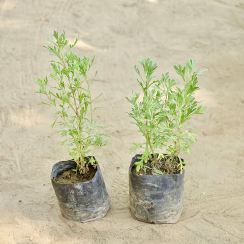 Set of 2 - Lavender  in 4 Inch Nursery bag