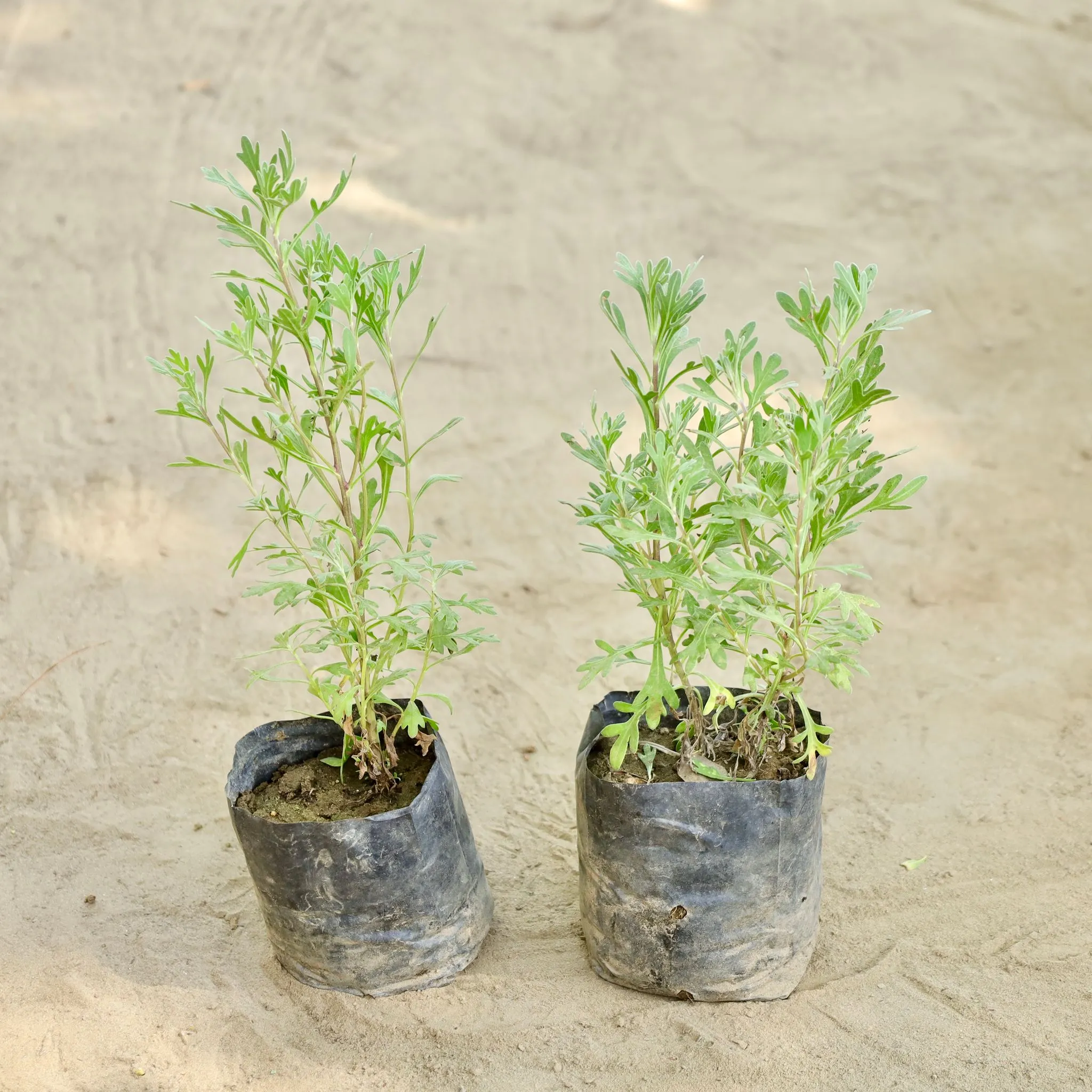 Set of 2 - Lavender  in 4 Inch Nursery bag