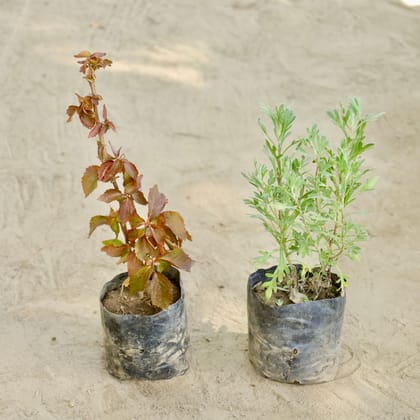 Buy Set of 2 - Acalypha & Lavender in 4 Inch Nursery bag Online | Urvann.com