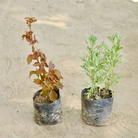 Set of 2 - Acalypha & Lavender in 4 Inch Nursery bag