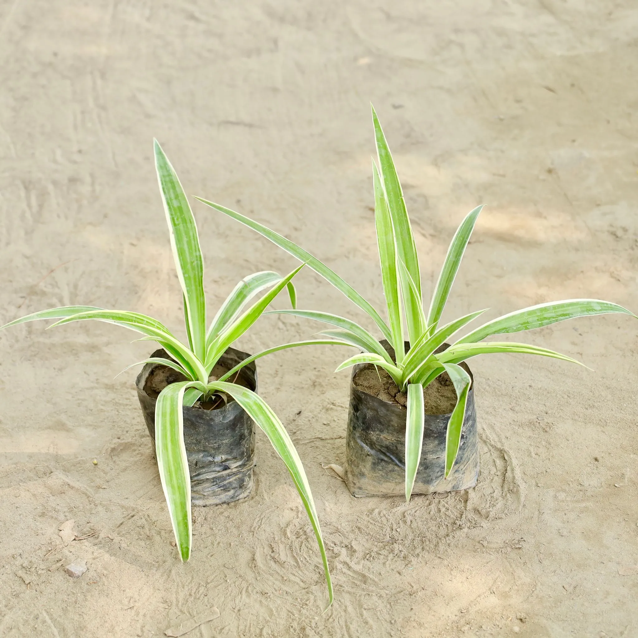 Set of 2 - Spider Plant (Any Colour) in 4 Inch Nursery bag