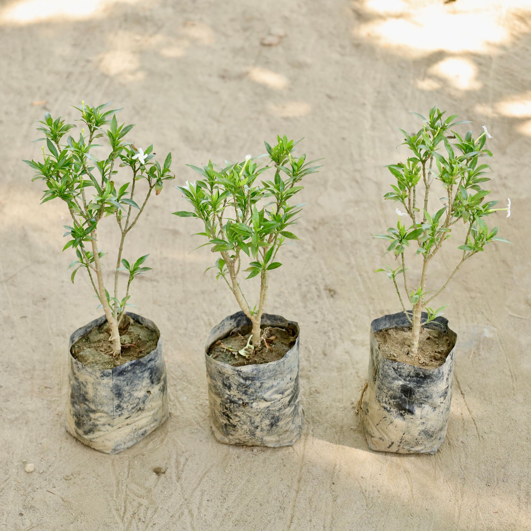 Chandni / Nandi Batalu (Any Colour) in 4 Inch Nursery bag