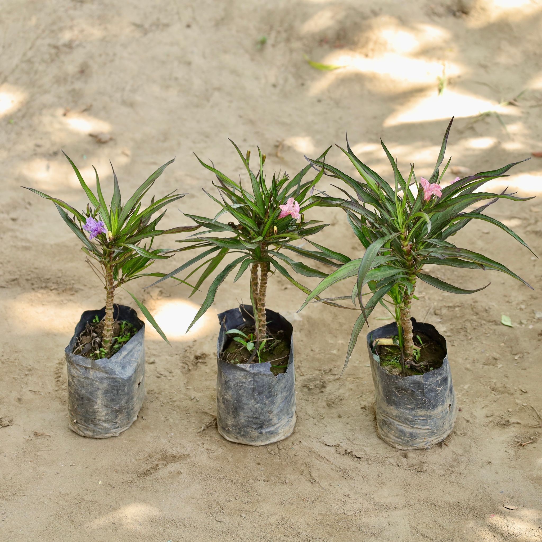 Set of 3 -Ruellia / Mexican Petunia  in 4 Inch Nursery bag