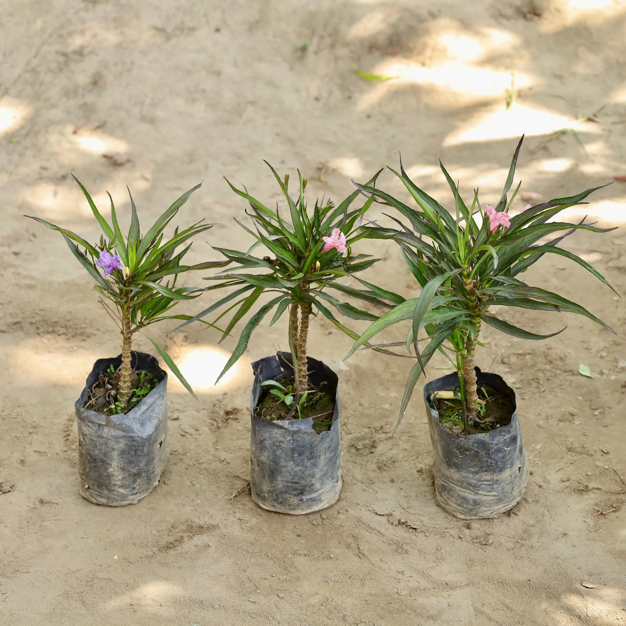 Set of 3 -Ruellia / Mexican Petunia in 4 Inch Nursery bag