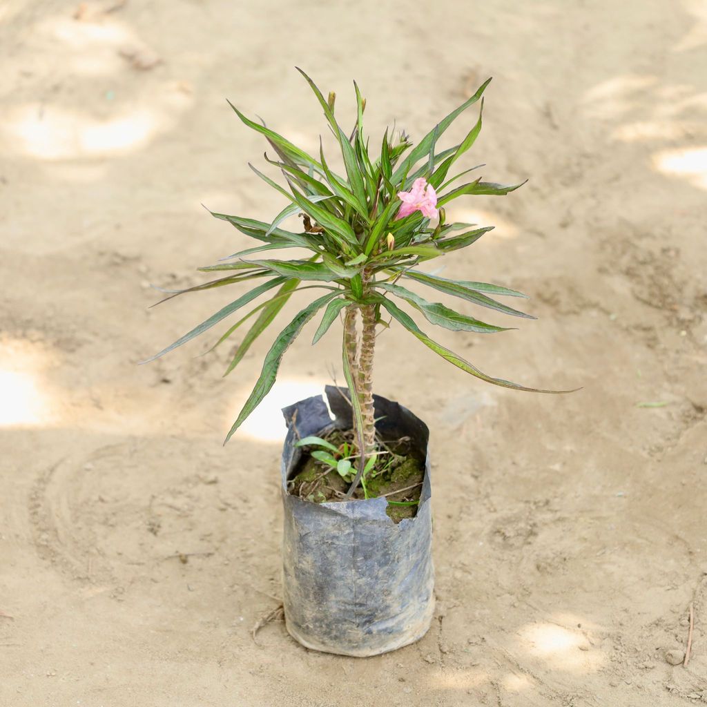 Buy Ruellia / Mexican Petunia (Any Colour) in 4 Inch Nursery bag Online | Urvann.com Ruellia / Mexican Petunia (Any Colour) in 4 Inch Nursery bag