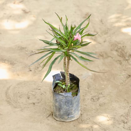 Buy Ruellia / Mexican Petunia (Any Colour) in 4 Inch Nursery bag Online | Urvann.com