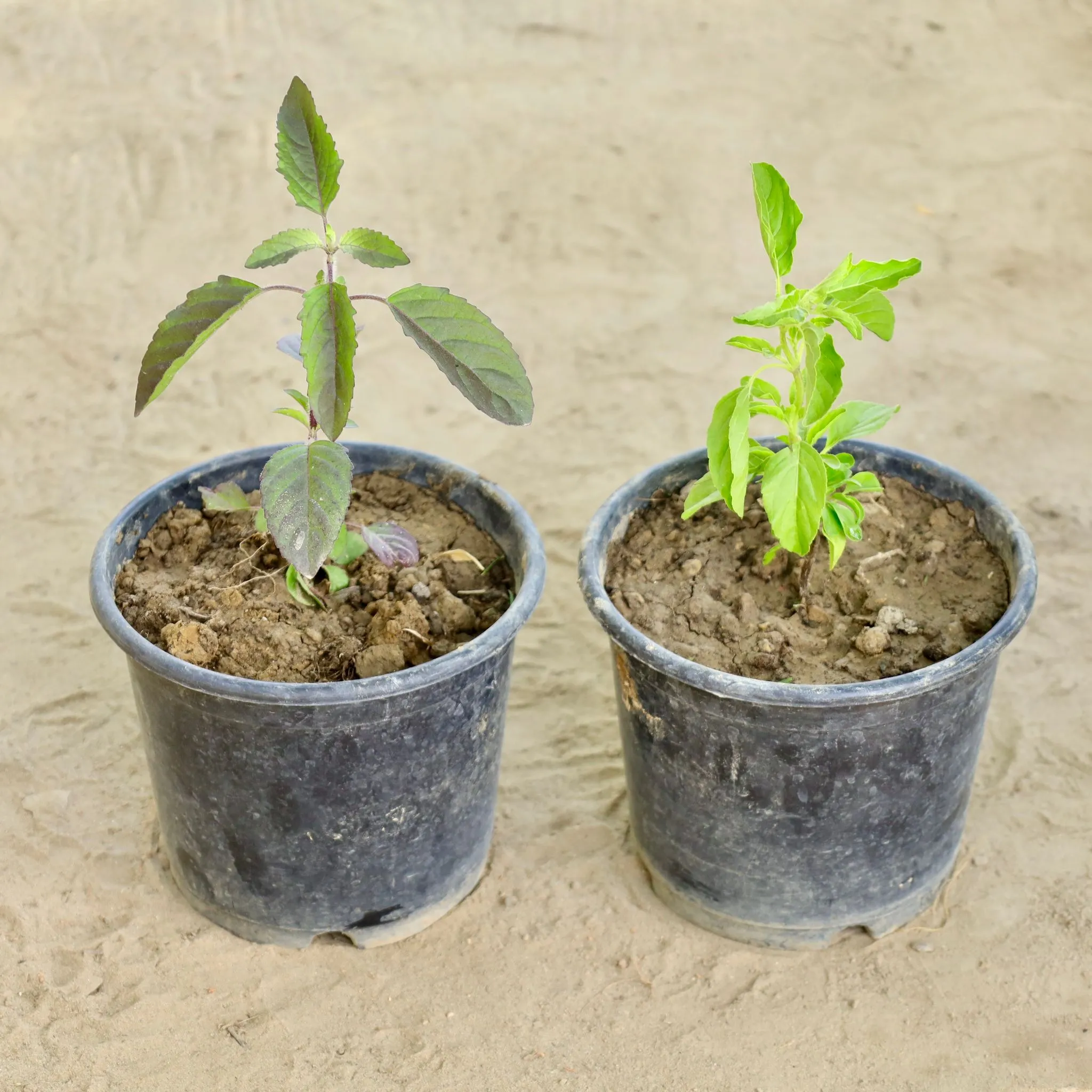 Set of 2 - Ramatulsi & Shyama Tulsi  in 6 Inch Nursery Pot