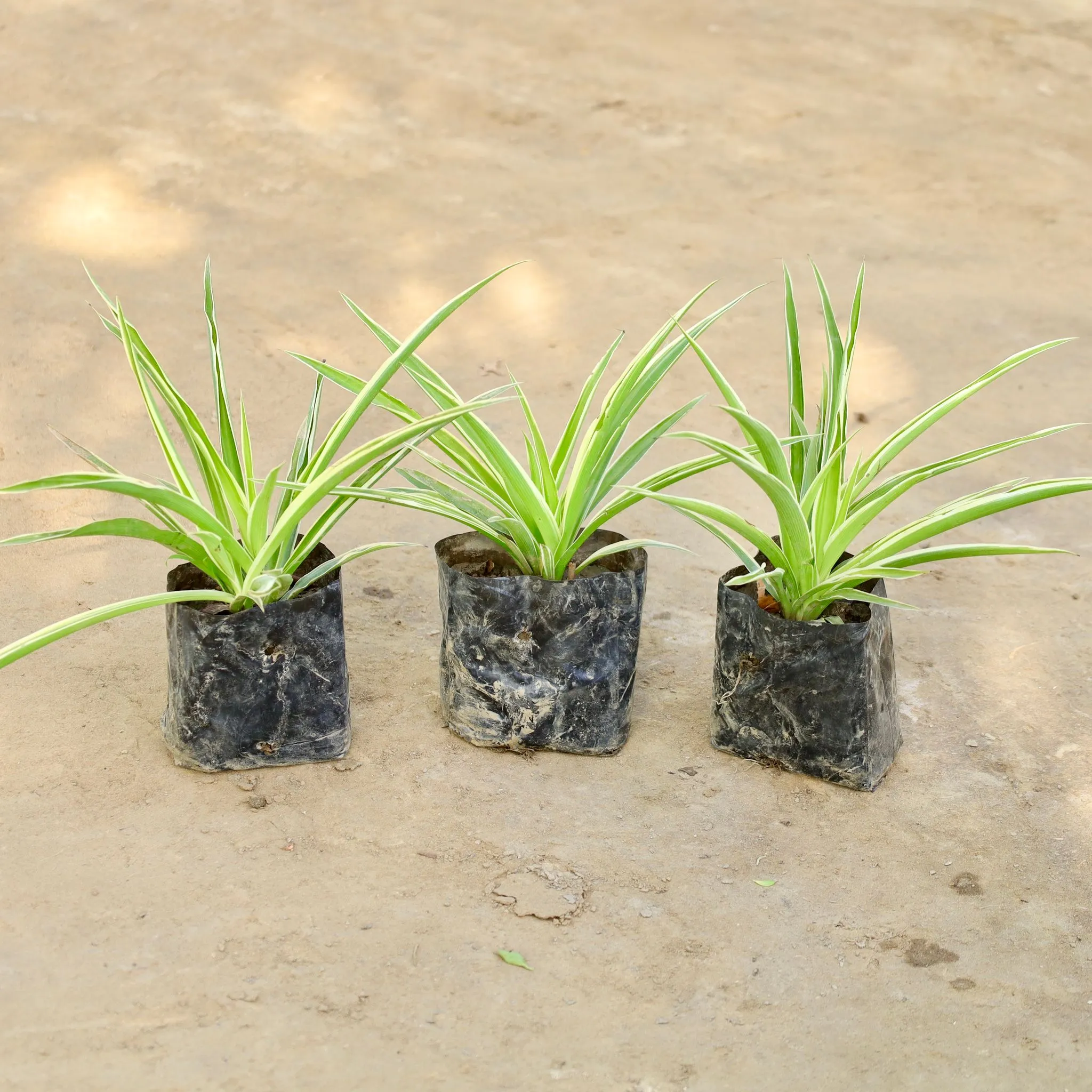 Set of 3 - Spider Plant in 4 Inch Nursery bag