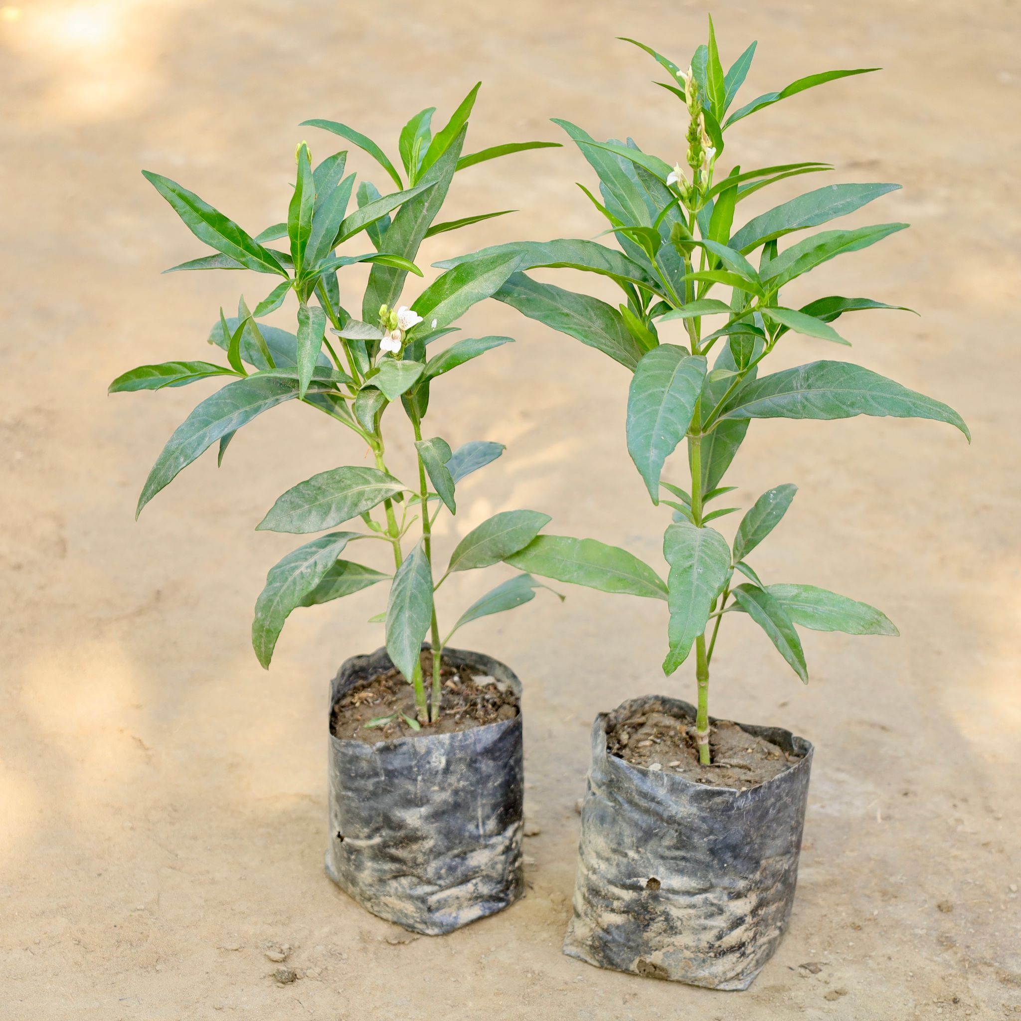 Set of 2 - Sukh Shanti in 4 Inch Nursery bag