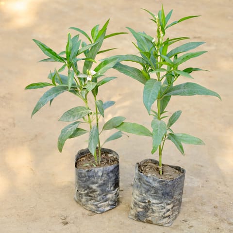 Set of 2 - Sukh Shanti in 4 Inch Nursery bag