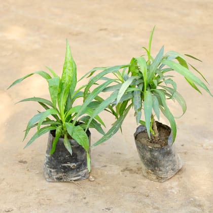 Buy Set of 2 - Ruellia / Mexican Petunia (Any Colour) in 4 Inch Nursery bag Online | Urvann.com