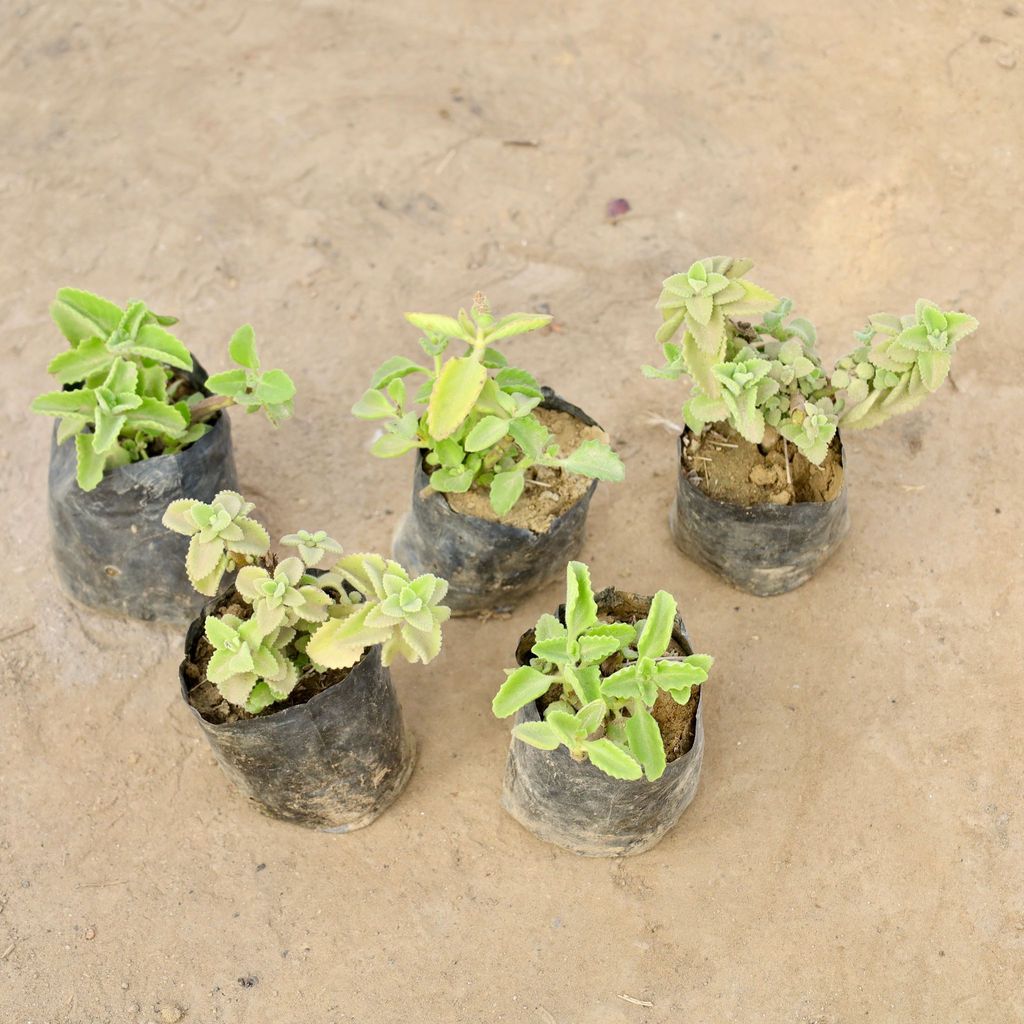 Buy Set of 5 - Ajwain Plant in 4 Inch Nursery bag | Urvann.com Set of 5 - Ajwain Plant in 4 Inch Nursery bag