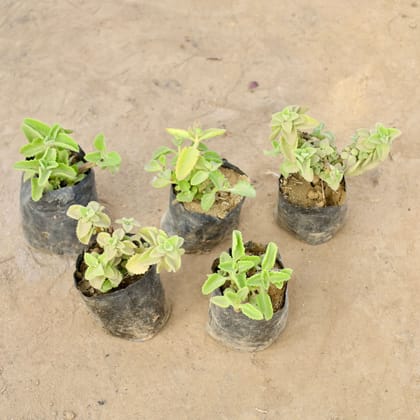 Buy Set of 5 - Ajwain Plant in 4 Inch Nursery bag | Urvann.com