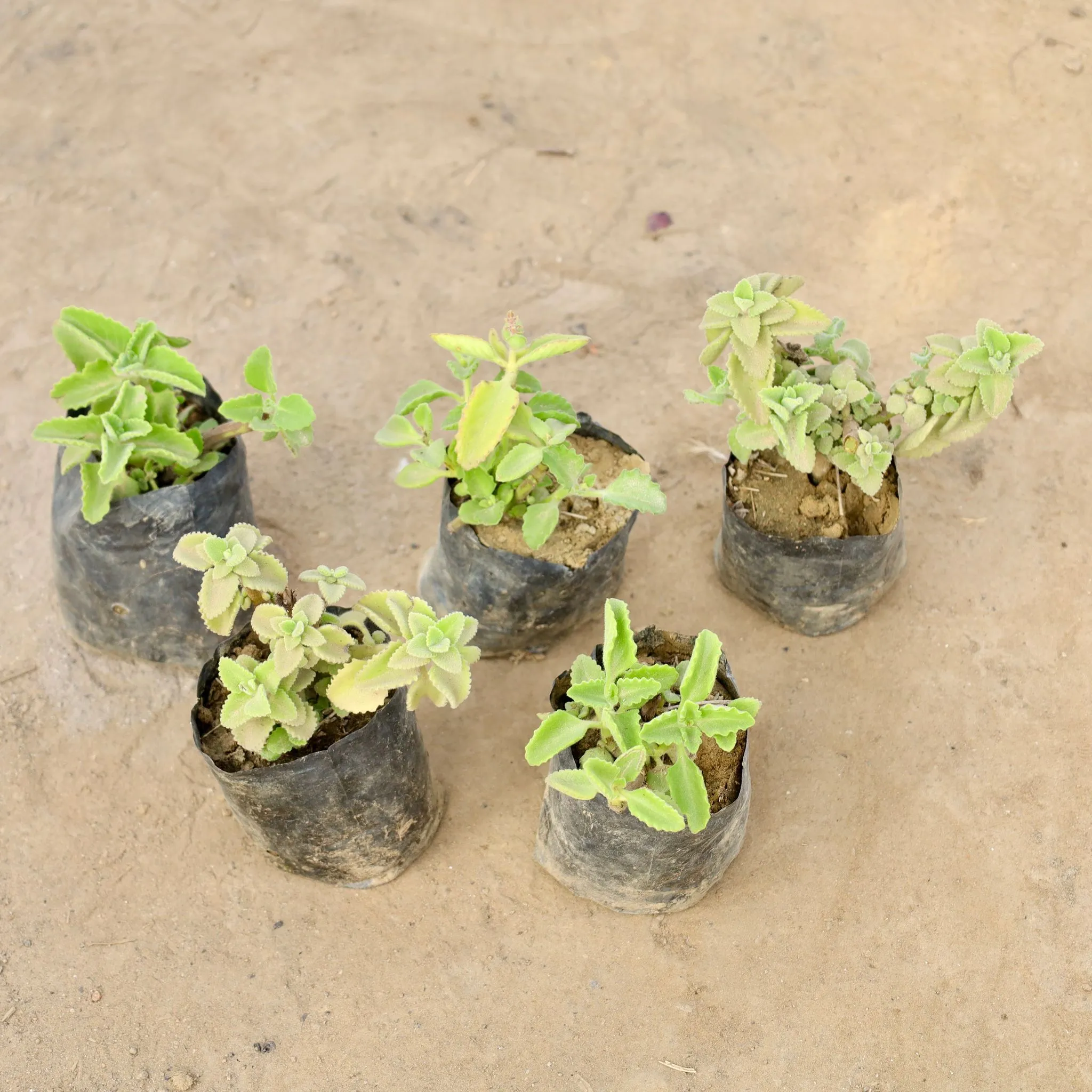 Set of 5 - Ajwain Plant in 4 Inch Nursery bag
