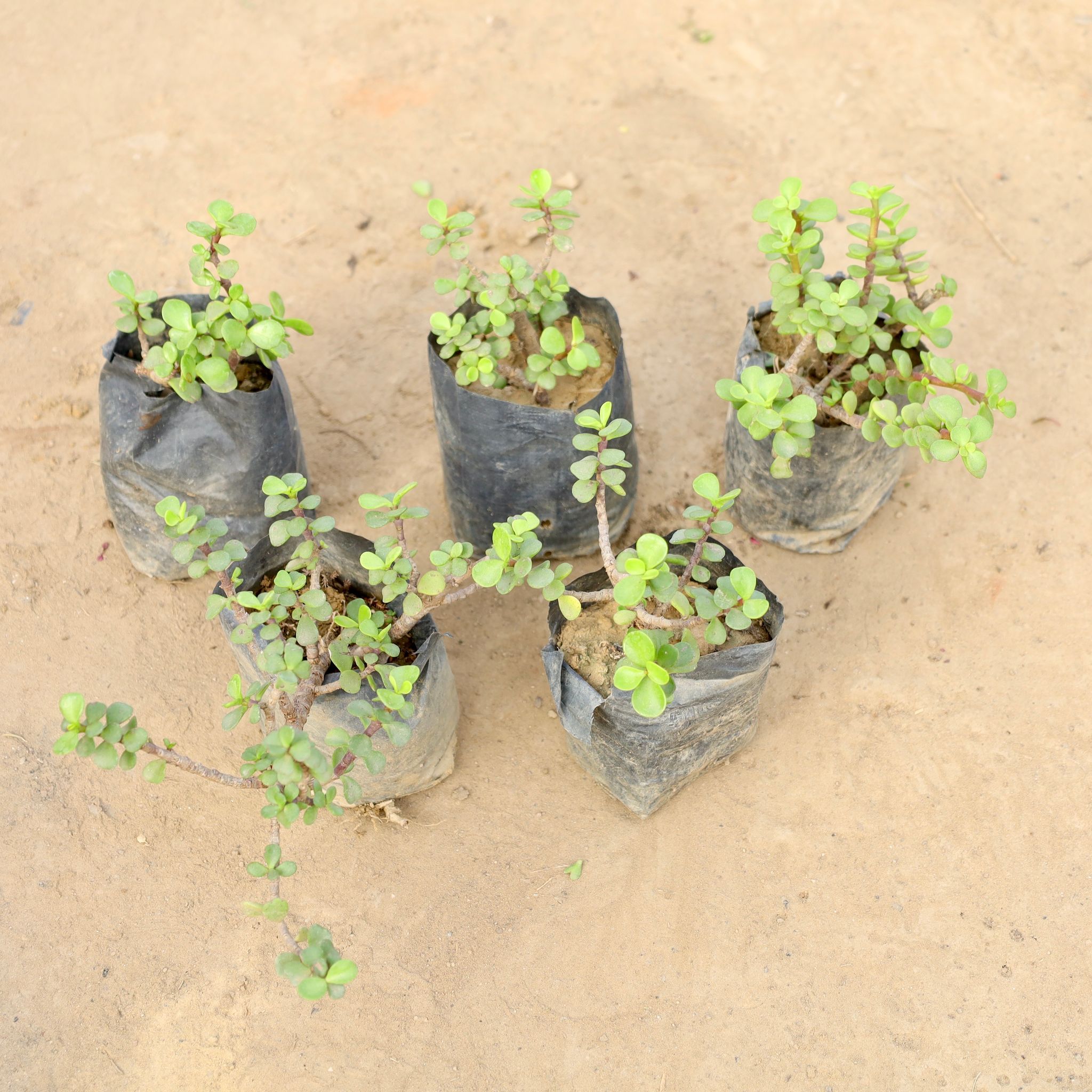 Set of 5 - Jade Plant in 4 Inch Nursery bag